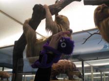 Der Beweis, dass Knut vom Faultier abstammt... 